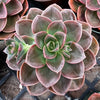Echeveria Melaco Brown Rose