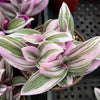 Tradescantia Zebrina