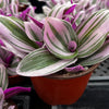 Tradescantia Zebrina