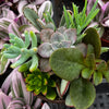 Ramsey's Mini Succulent Garden