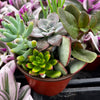 Ramsey's Mini Succulent Garden