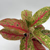Aglaonema Lai Nam
