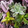 Ramsey's Mini Succulent Garden
