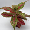 Aglaonema Lai Nam
