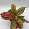 Aglaonema Lai Nam