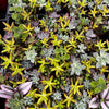 Ramsey's Mini Succulent Garden