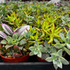Ramsey's Mini Succulent Garden