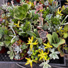Ramsey's Mini Succulent Garden