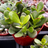 Jade Plant