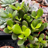 Jade Plant