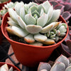 Echeveria Elegans Blue