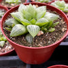 Haworthia Star Window