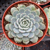 Echeveria Minima Blue Rosette