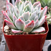 Echeveria Violet Queen