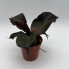 Philodendron Red Heart