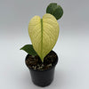 Monstera Mint