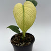 Monstera Mint