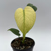 Monstera Mint