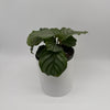 Calathea Orbifolia