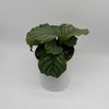 Calathea Orbifolia