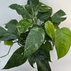 Epipremnum Pinnatum Albo Flame