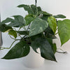 Epipremnum Pinnatum Albo Flame