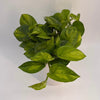 Pothos Lizard Queen