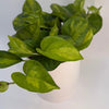 Pothos Lizard Queen