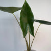 Alocasia Zebrina Reticulata