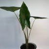 Alocasia Zebrina Reticulata