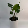 Alocasia Stingray