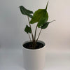 Alocasia Stingray