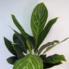 Aglaonema Night Sparkle