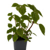 Pilea 'Moon Valley' - 4" Pot