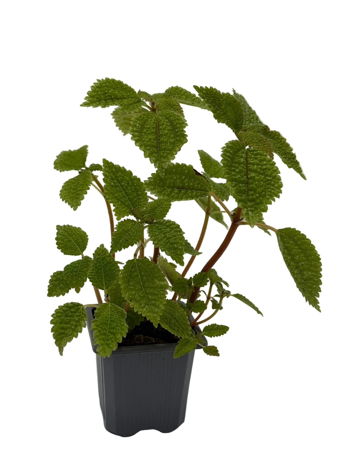 Pilea 'Moon Valley' - 4" Pot