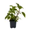 Pilea 'Moon Valley' - 4" Pot
