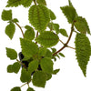 Pilea 'Moon Valley' - 4" Pot