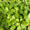 Wild Lettuce (Lactuca virosa) – live plant – photo 2