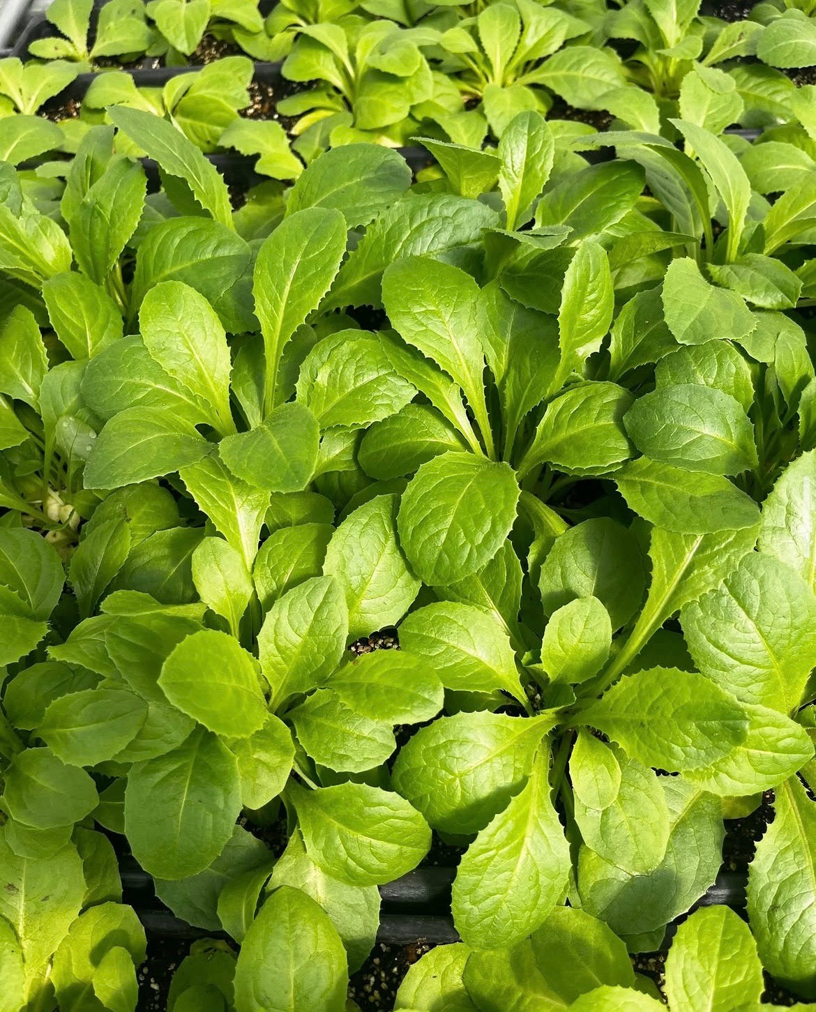 Wild Lettuce (Lactuca virosa) – live plant – photo 2