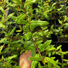 Pomegranate 'Azadi' (Punica granatum 'Azadi') – live tree – photo 6