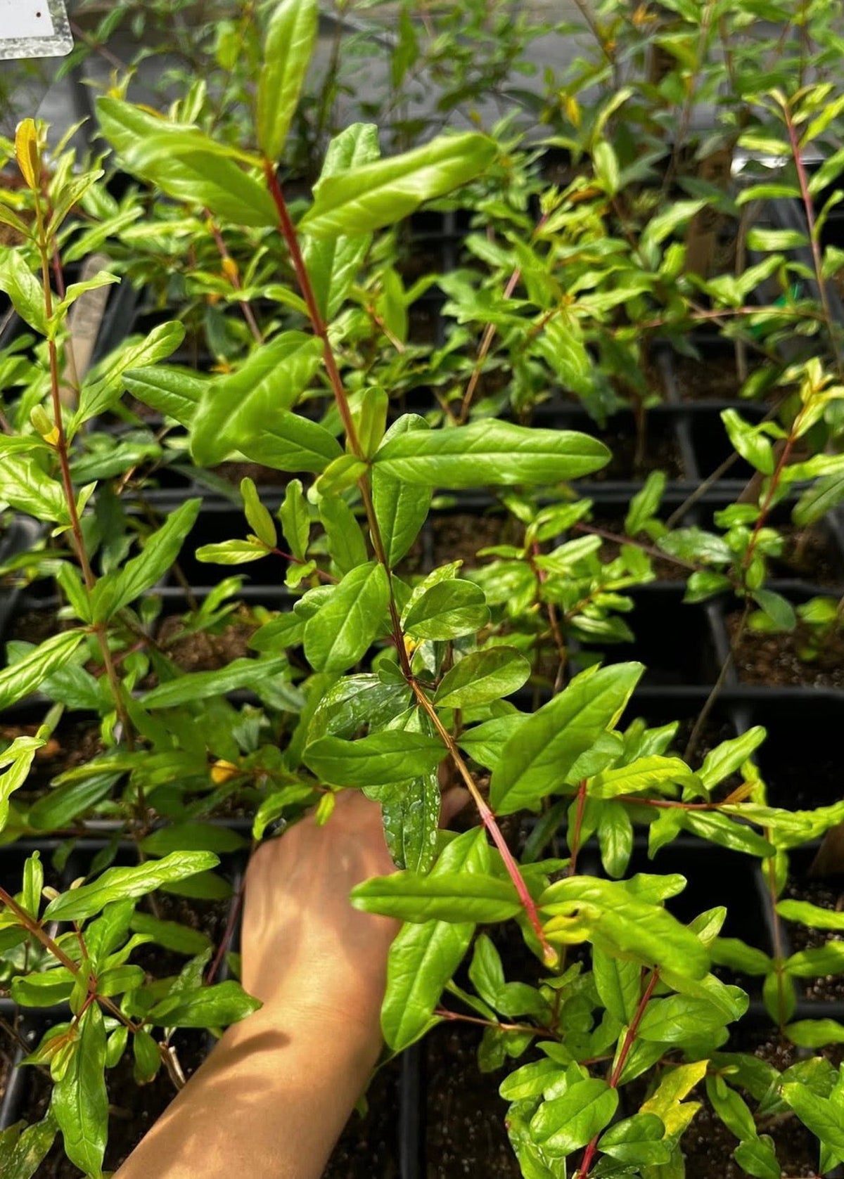 Pomegranate 'Azadi' (Punica granatum 'Azadi') – live tree – photo 6
