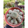 Rebutia Deminuta Sanguinea Cactus