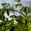 Strawberry Tree, Red (Muntingia calabura) – live tree – photo 4