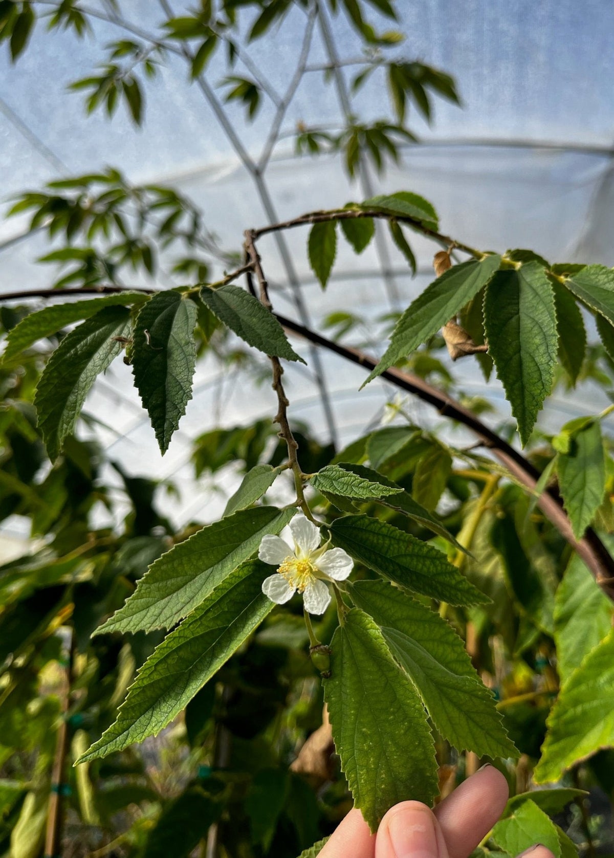 Strawberry Tree, Red (Muntingia calabura) – live tree – photo 4