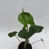 Alocasia Stingray