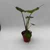 Alocasia Stingray