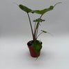 Alocasia Stingray