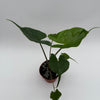 Alocasia Stingray