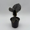 Alocasia Infernalis Kaput