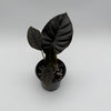 Alocasia Infernalis Kaput